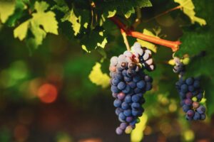Resveratrol Cancer Treatment at Sunridge Medical